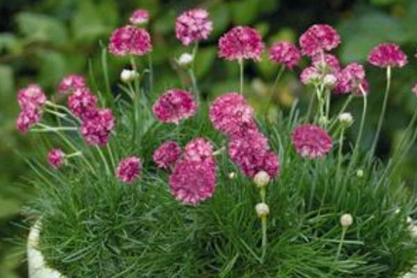 海石竹有没有毒，不含毒素可以养在家里