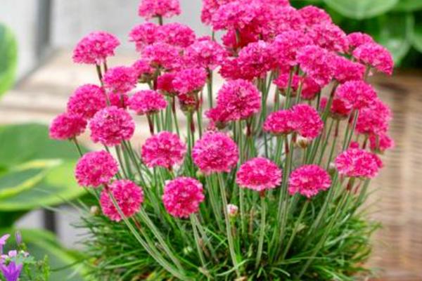 海石竹有没有毒，不含毒素可以养在家里