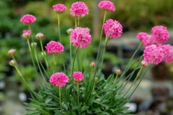 海石竹有没有毒，不含毒素可以养在家里