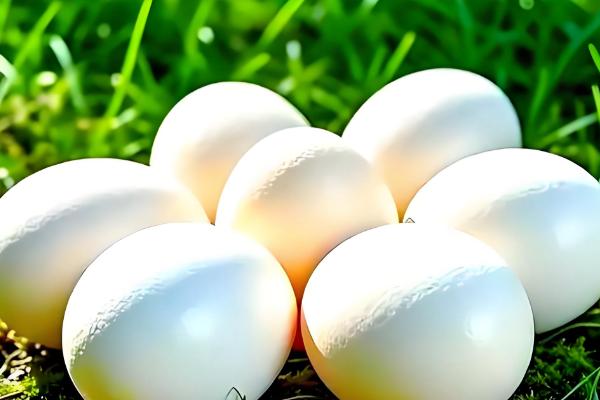 鹅有什么副产品，常见鹅绒、鹅毛、鹅蛋等种类