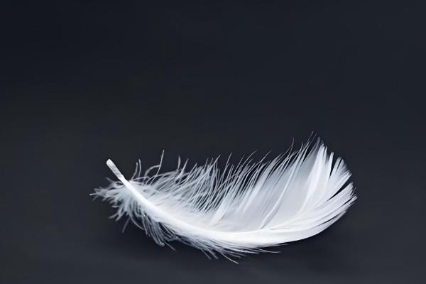 鹅有什么副产品，常见鹅绒、鹅毛、鹅蛋等种类