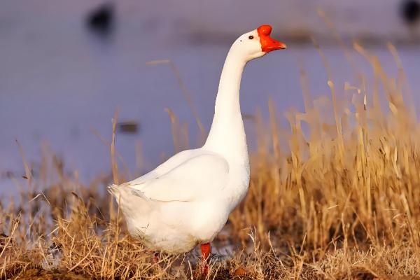 鹅有什么副产品，常见鹅绒、鹅毛、鹅蛋等种类