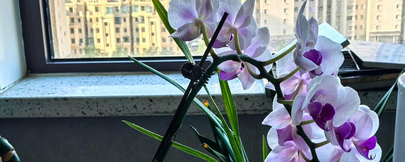 蝴蝶兰怎么繁殖，播种、切茎、断心催芽均可采取