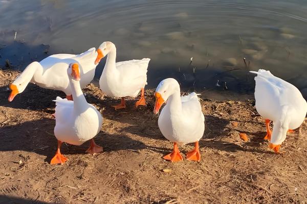 鹅有什么副产品，常见鹅绒、鹅毛、鹅蛋等种类