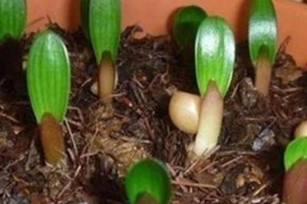 君子兰的种植方法，可在春季和夏季播种