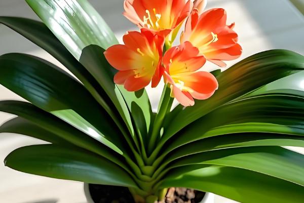 君子兰的种植方法，可在春季和夏季播种