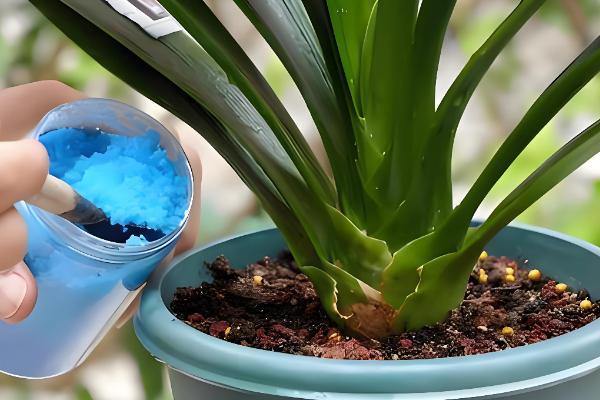 君子兰的种植方法，可在春季和夏季播种