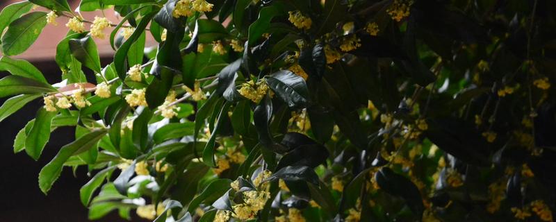 桂花的作用，可食用或作为观赏树