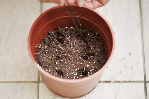 蝴蝶兰怎么繁殖，播种、切茎、断心催芽均可采取