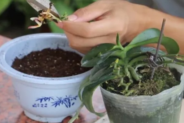 蝴蝶兰怎么繁殖，播种、切茎、断心催芽均可采取