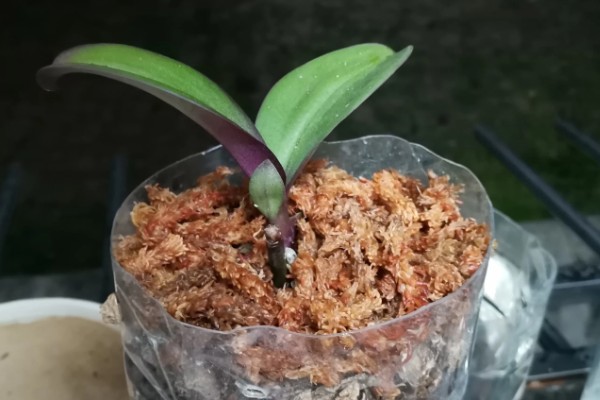 蝴蝶兰怎么繁殖，播种、切茎、断心催芽均可采取