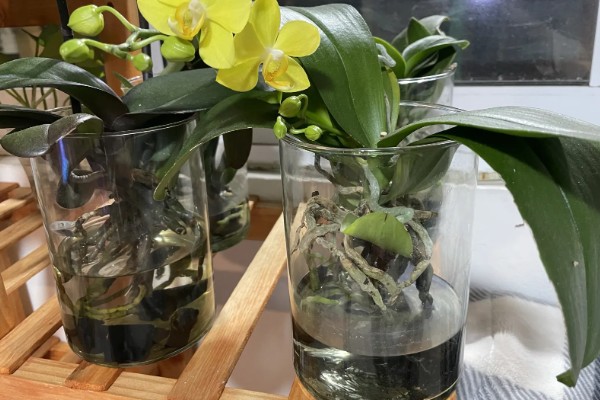 蝴蝶兰怎么繁殖，播种、切茎、断心催芽均可采取