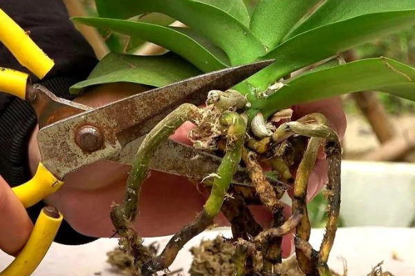 蝴蝶兰怎么繁殖，播种、切茎、断心催芽均可采取