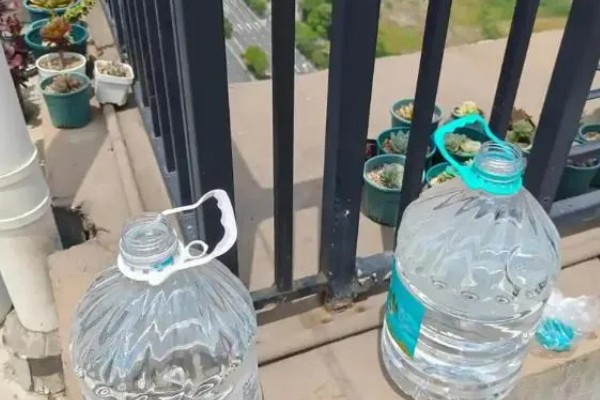 蝴蝶兰怎么繁殖，播种、切茎、断心催芽均可采取