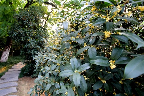 桂花的作用，可食用或作为观赏树