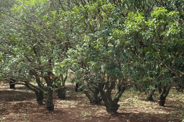 桂花的作用，可食用或作为观赏树