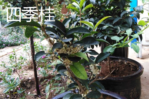 桂花的作用，可食用或作为观赏树