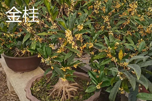 桂花的作用，可食用或作为观赏树