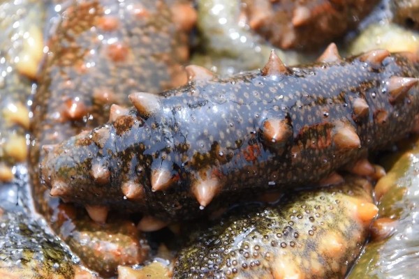 海参是不是动物，属于棘皮动物