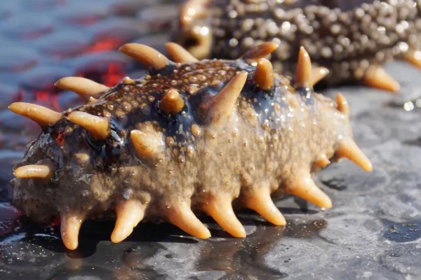 海参是不是动物，属于棘皮动物