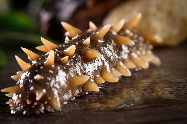 海参是不是动物，属于棘皮动物