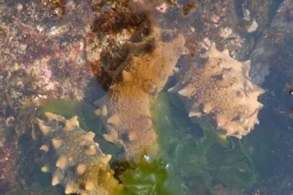 海参是不是动物，属于棘皮动物