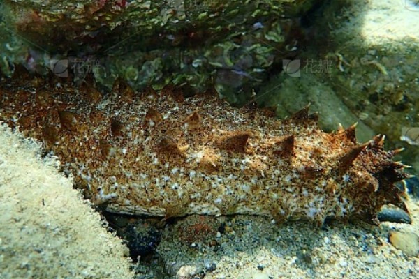 海参是不是动物，属于棘皮动物