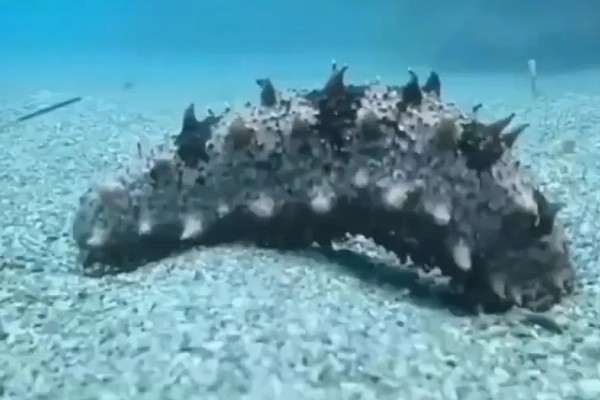 海参是不是动物，属于棘皮动物