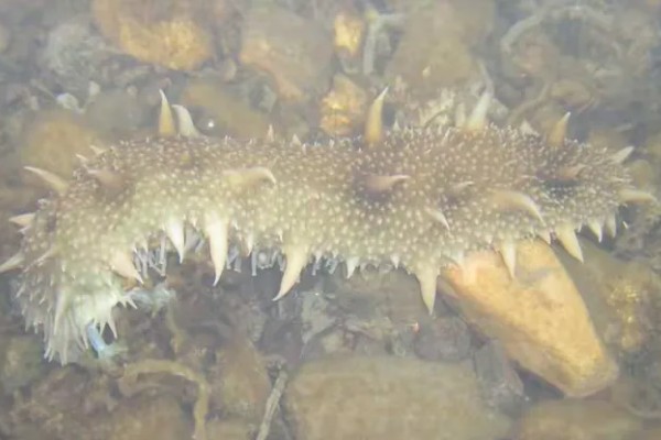 海参是不是动物，属于棘皮动物