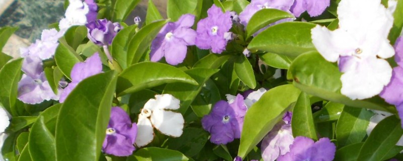 鸳鸯茉莉叶子卷怎么处理，要及时的更换土壤