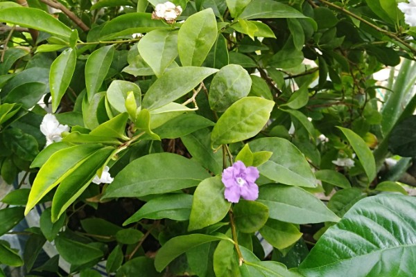鸳鸯茉莉叶子卷怎么处理，要及时的更换土壤