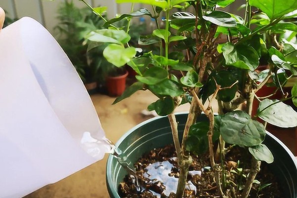 鸳鸯茉莉叶子卷怎么处理，要及时的更换土壤