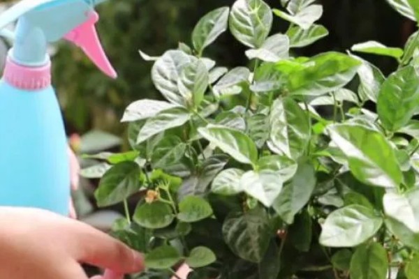 鸳鸯茉莉叶子卷怎么处理，要及时的更换土壤