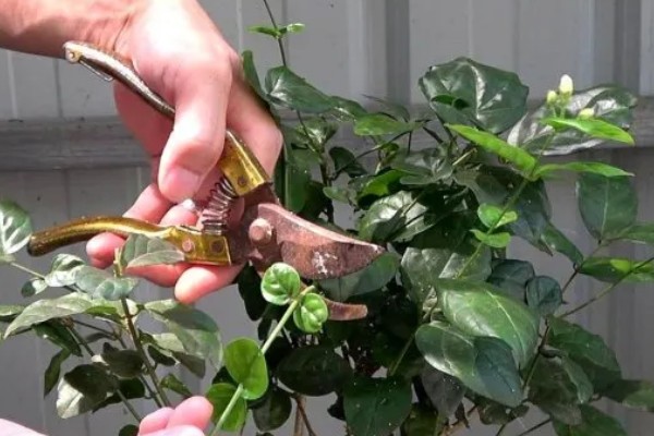 鸳鸯茉莉叶子卷怎么处理，要及时的更换土壤