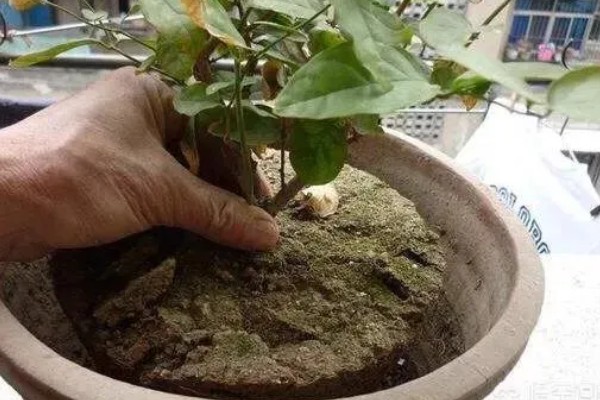 鸳鸯茉莉叶子卷怎么处理，要及时的更换土壤