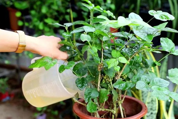 鸳鸯茉莉叶子卷怎么处理，要及时的更换土壤
