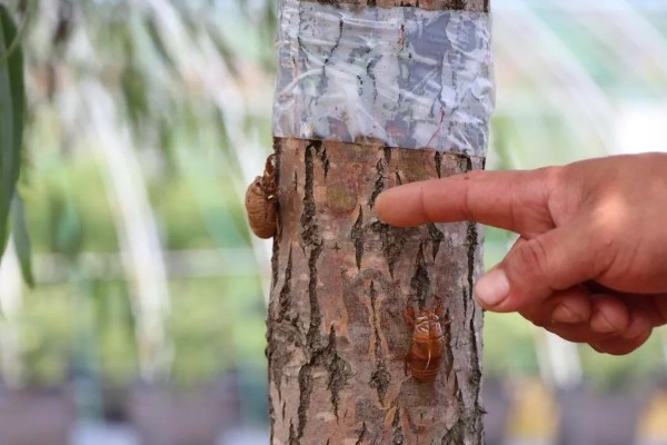 知了猴的养殖方法，种植杨柳树或苹果树之后再埋藏卵枝