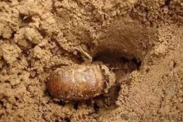 知了猴的养殖方法，种植杨柳树或苹果树之后再埋藏卵枝