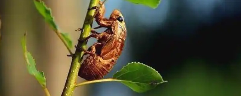 知了猴的养殖方法，种植杨柳树或苹果树之后再埋藏卵枝