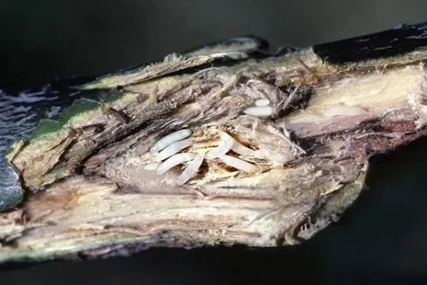 知了猴的养殖方法，种植杨柳树或苹果树之后再埋藏卵枝