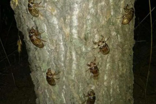 知了猴的养殖方法，种植杨柳树或苹果树之后再埋藏卵枝