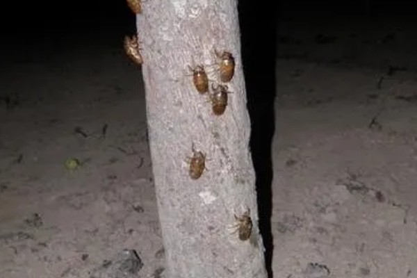 知了猴的养殖方法，种植杨柳树或苹果树之后再埋藏卵枝