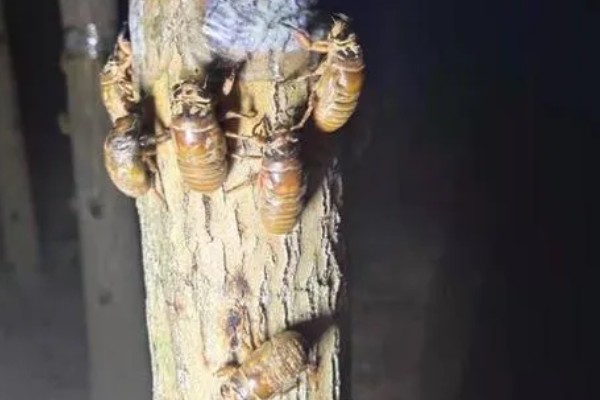 知了猴的养殖方法，种植杨柳树或苹果树之后再埋藏卵枝