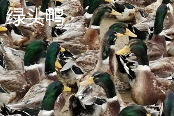 哪些鸭子适合乡村养殖，绿头鸭、绍兴鸭等品种值得选择