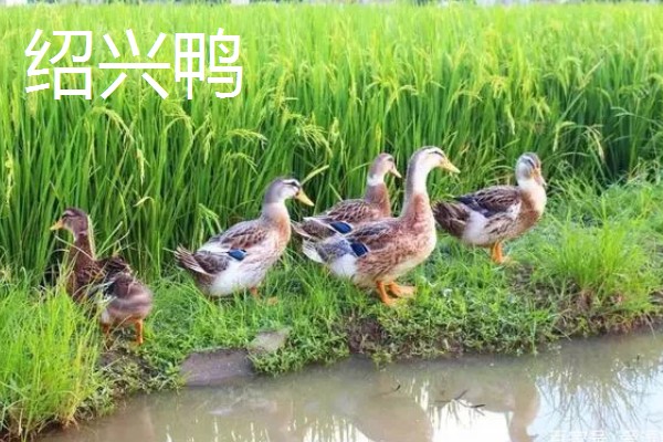 哪些鸭子适合乡村养殖，绿头鸭、绍兴鸭等品种值得选择