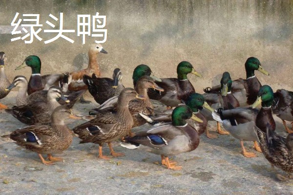 哪些鸭子适合乡村养殖，绿头鸭、绍兴鸭等品种值得选择