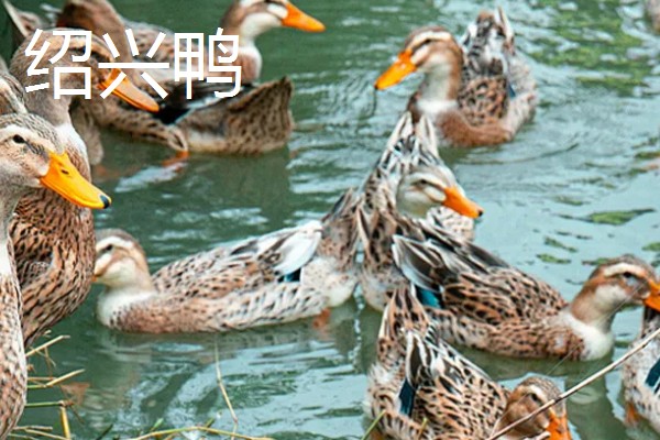 哪些鸭子适合乡村养殖，绿头鸭、绍兴鸭等品种值得选择