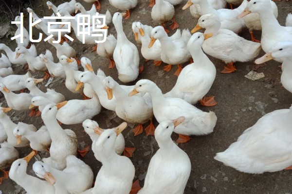 哪些鸭子适合乡村养殖，绿头鸭、绍兴鸭等品种值得选择