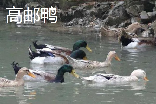 哪些鸭子适合乡村养殖，绿头鸭、绍兴鸭等品种值得选择