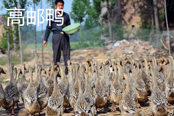 哪些鸭子适合乡村养殖，绿头鸭、绍兴鸭等品种值得选择